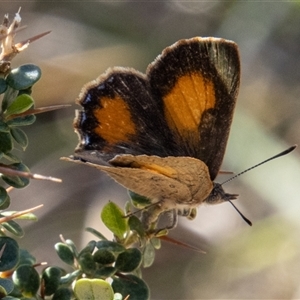 Paralucia aurifera at Rendezvous Creek, ACT - 22 Nov 2024