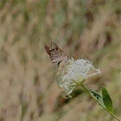 Trapezites phigalioides at Uriarra Village, ACT - 20 Nov 2024 02:24 PM