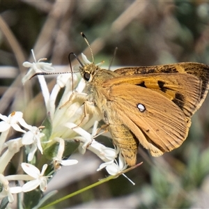 Trapezites eliena at Rendezvous Creek, ACT - 22 Nov 2024 11:30 AM