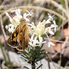 Trapezites eliena at Rendezvous Creek, ACT - 22 Nov 2024 11:30 AM