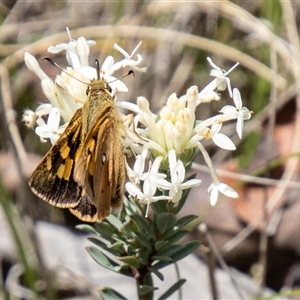 Trapezites eliena at Rendezvous Creek, ACT - 22 Nov 2024 11:30 AM