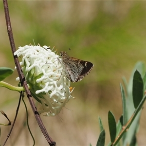 Pasma tasmanica at Uriarra Village, ACT - 20 Nov 2024