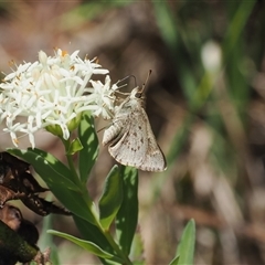 Pasma tasmanica at Uriarra Village, ACT - 20 Nov 2024