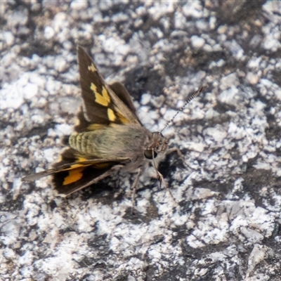 Trapezites phigalioides (Montane Ochre) at Rendezvous Creek, ACT - 22 Nov 2024 by SWishart