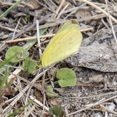 Eurema smilax (Small Grass-yellow) at Rendezvous Creek, ACT - 22 Nov 2024 by SWishart