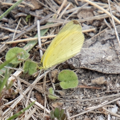 Eurema smilax (Small Grass-yellow) at Rendezvous Creek, ACT - 22 Nov 2024 by SWishart