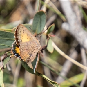 Paralucia aurifera at Rendezvous Creek, ACT - 22 Nov 2024 01:47 PM