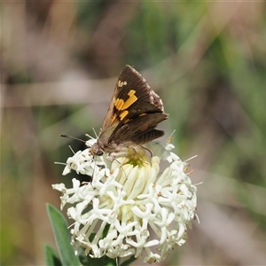 Trapezites phigalioides at Uriarra Village, ACT - 20 Nov 2024