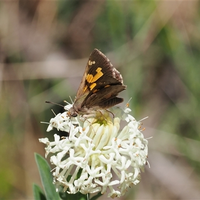 Trapezites phigalioides (Montane Ochre) at Uriarra Village, ACT - 20 Nov 2024 by RAllen