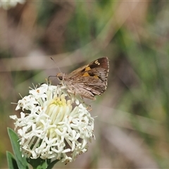 Trapezites phigalioides at Uriarra Village, ACT - 20 Nov 2024