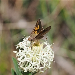 Trapezites phigalioides at Uriarra Village, ACT - 20 Nov 2024