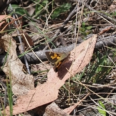 Trapezites phigalioides at Uriarra Village, ACT - 20 Nov 2024