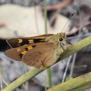 Trapezites eliena at Rendezvous Creek, ACT - 22 Nov 2024 01:52 PM