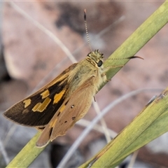 Trapezites eliena at Rendezvous Creek, ACT - 22 Nov 2024 01:52 PM