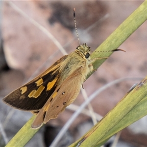 Trapezites eliena at Rendezvous Creek, ACT - 22 Nov 2024 01:52 PM