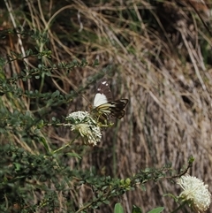 Belenois java (Caper White) at Uriarra Village, ACT - 20 Nov 2024 by RAllen