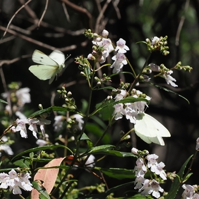 Pieris rapae (Cabbage White) at Uriarra Village, ACT - 20 Nov 2024 by RAllen