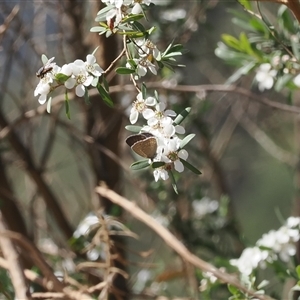 Zizina otis at Uriarra Village, ACT - 20 Nov 2024