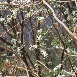 Leptospermum obovatum (River Tea Tree) at Uriarra Village, ACT by RAllen