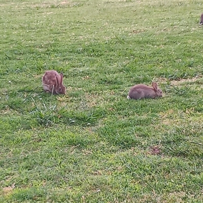 Oryctolagus cuniculus (European Rabbit) at Parkes, ACT - 27 Nov 2024 by MichaelBedingfield