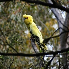 Zanda funerea (Yellow-tailed Black-Cockatoo) at Kambah, ACT - 25 Nov 2024 by BecMack