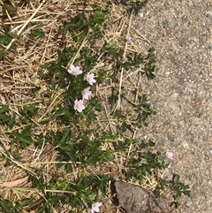 Geranium sp. Pleated sepals (D.E.Albrecht 4707) Vic. Herbarium (Naked Crane's-bill) at Nicholls, ACT - 26 Nov 2024 by Woozlecat