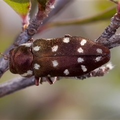 Diphucrania duodecimmaculata (12-spot jewel beetle) at Denman Prospect, ACT - 25 Nov 2024 by KorinneM