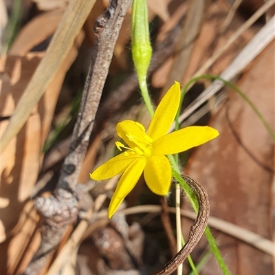 Hypoxis sp. at Pillar Valley, NSW - 26 Nov 2024 by Topwood