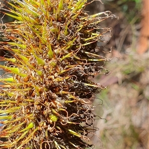 Unidentified Grass at Pillar Valley, NSW by Topwood