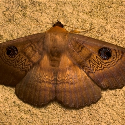 Dasypodia selenophora (Southern old lady moth) at Bulli, NSW - 24 Nov 2024 by jb2602