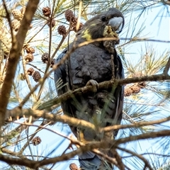 Calyptorhynchus lathami lathami (Glossy Black-Cockatoo) at Wingello, NSW - 15 Jul 2022 by Aussiegall