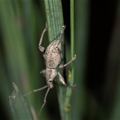 Merimnetes oblongus (Radiata pine shoot weevil) at Bungonia, NSW - 26 Nov 2024 by AlisonMilton