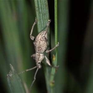 Merimnetes oblongus (Radiata pine shoot weevil) at Bungonia, NSW by AlisonMilton