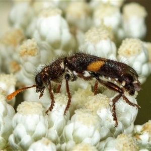 Eleale pulchra (Clerid beetle) at Bungonia, NSW by AlisonMilton