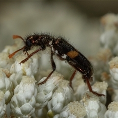 Eleale pulchra at Bungonia, NSW - 26 Nov 2024 02:36 PM