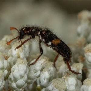 Eleale pulchra at Bungonia, NSW - 26 Nov 2024 02:36 PM