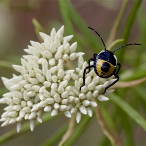 Commius elegans (Cherry Ballart Shield Bug) at Denman Prospect, ACT by KorinneM