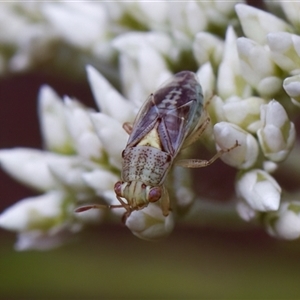 Germalus victoriae at Denman Prospect, ACT - 25 Nov 2024 03:06 PM