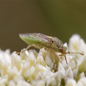 Germalus victoriae at Denman Prospect, ACT - 25 Nov 2024 03:06 PM