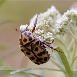 Neorrhina punctata at Denman Prospect, ACT - 25 Nov 2024