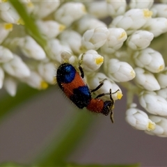 Dicranolaius bellulus (Red and Blue Pollen Beetle) at Denman Prospect, ACT - 25 Nov 2024 by KorinneM