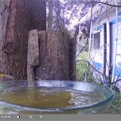 Eopsaltria australis (Eastern Yellow Robin) at Shark Creek, NSW - 19 Nov 2024 by Topwood