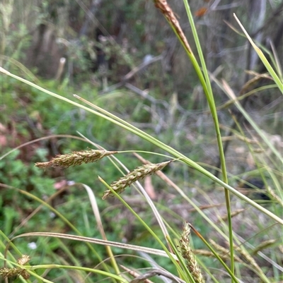 Carex polyantha (A Sedge) at Rendezvous Creek, ACT - 27 Nov 2024 by JaneR