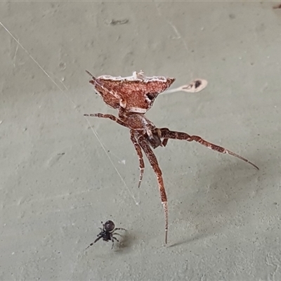 Philoponella congregabilis (Social house spider) at Yass River, NSW - 17 Nov 2024 by SenexRugosus