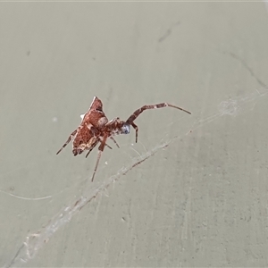 Philoponella congregabilis at Yass River, NSW - 17 Nov 2024 10:15 AM