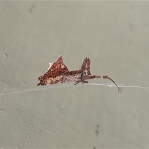 Philoponella congregabilis at Yass River, NSW - 17 Nov 2024 10:15 AM