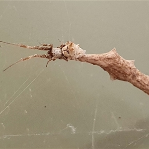 Philoponella congregabilis at Yass River, NSW - 17 Nov 2024