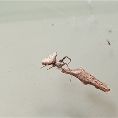 Philoponella congregabilis at Yass River, NSW - 17 Nov 2024 10:14 AM