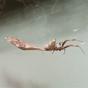 Philoponella congregabilis at Yass River, NSW - 17 Nov 2024 10:14 AM