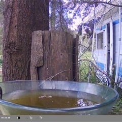 Meliphaga lewinii (Lewin's Honeyeater) at Shark Creek, NSW - 24 Nov 2024 by Topwood